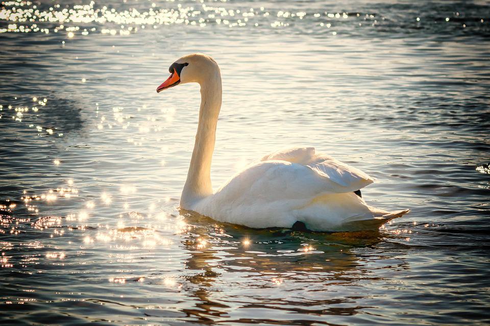 swan-2077219_960_720.jpg swan-2077219_960_720.jpg