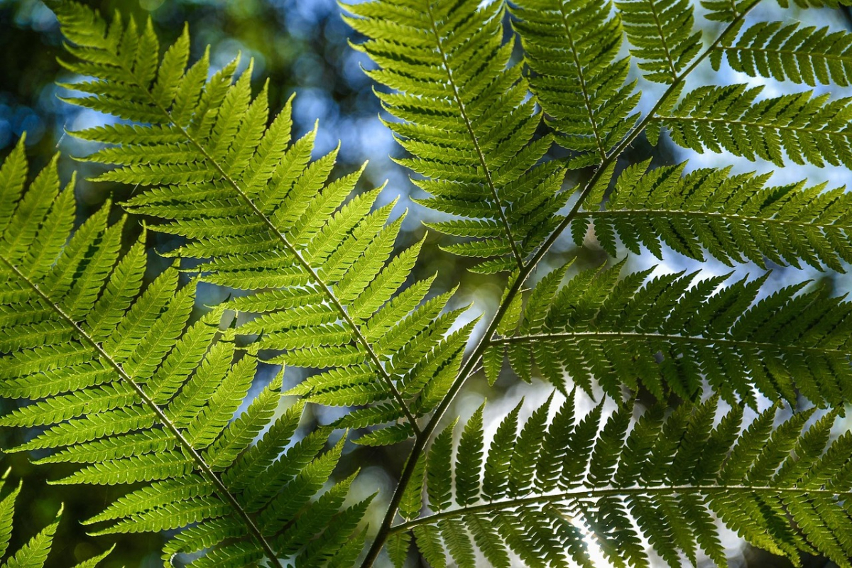 tree-fern-320078_1280.jpg tree-fern-320078_1280.jpg