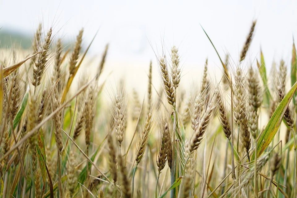 wheat-1556698_960_720.jpg wheat-1556698_960_720.jpg