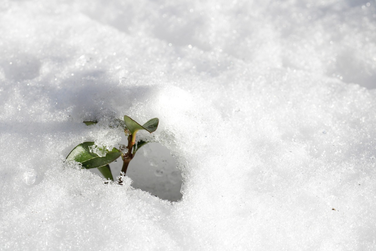 snow-7027888_1280.jpg snow-7027888_1280.jpg