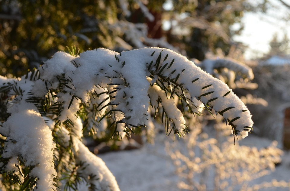 branch-591346_960_720.jpg branch-591346_960_720.jpg