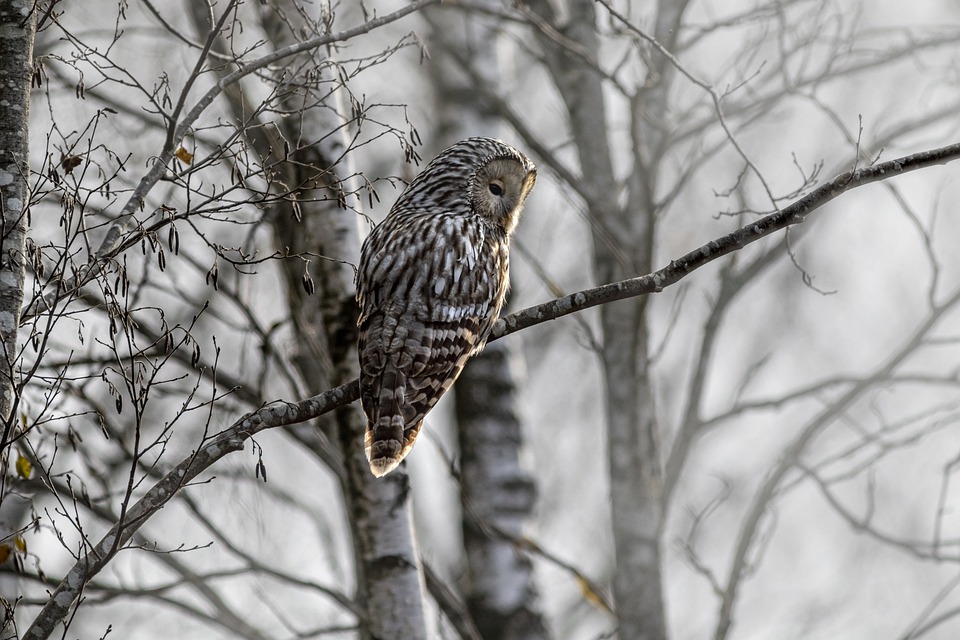ural-owl-6738963_960_720.jpg ural-owl-6738963_960_720.jpg