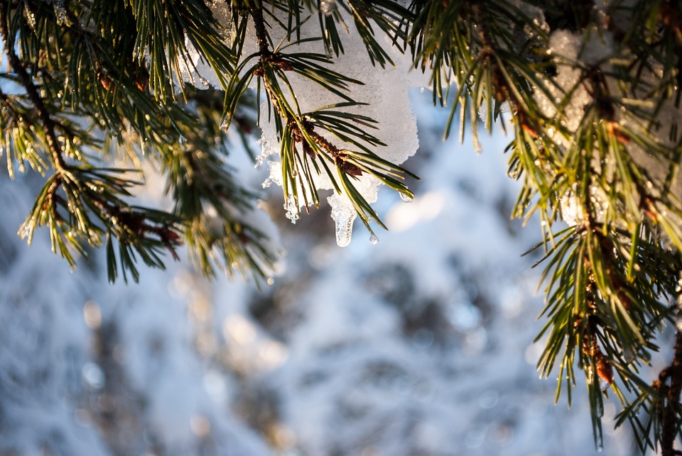 pine-6002778_960_720.jpg pine-6002778_960_720.jpg
