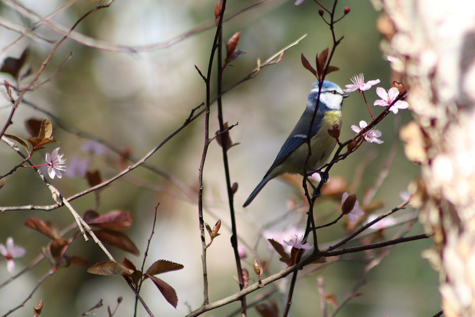 blue-tit-4948418_960_720.jpg