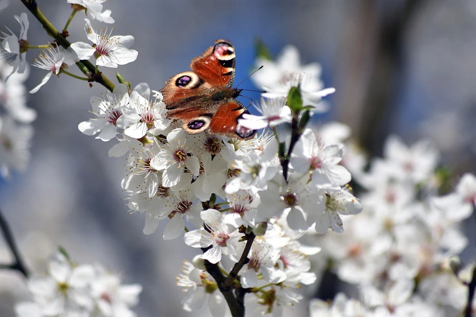 flowers-7946004_960_720.jpg