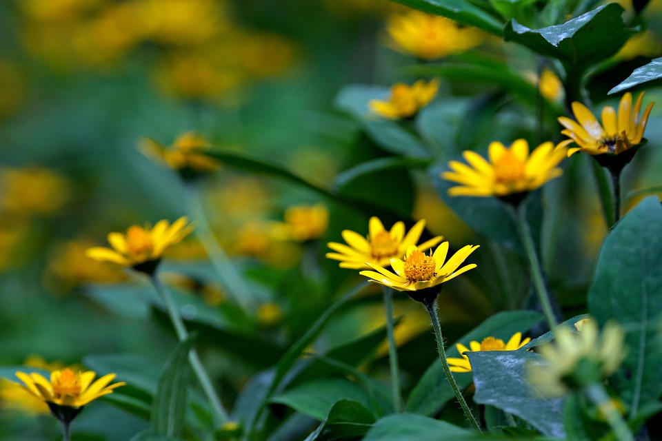 flower-7365717_960_720.jpg flower-7365717_960_720.jpg