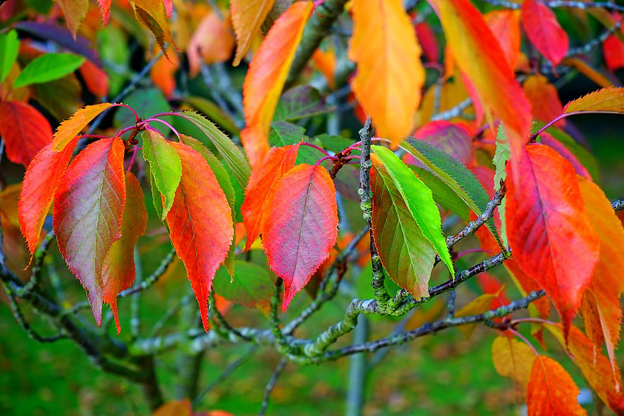 leaves-1771078_960_720.jpg leaves-1771078_960_720.jpg
