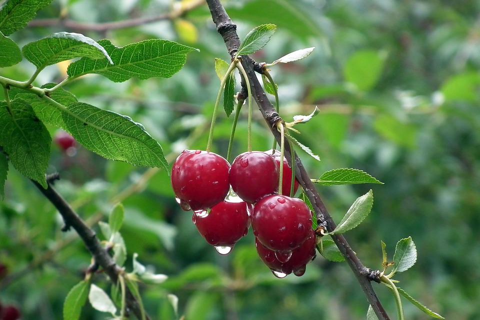 fruit-3235152_960_720.jpg fruit-3235152_960_720.jpg