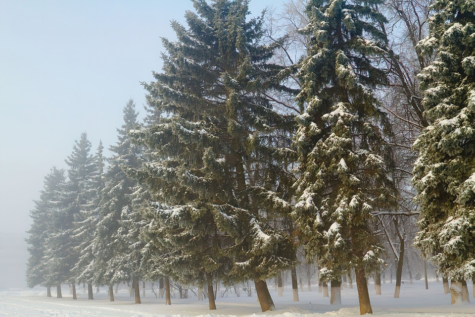 trees-6951704_960_720.jpg