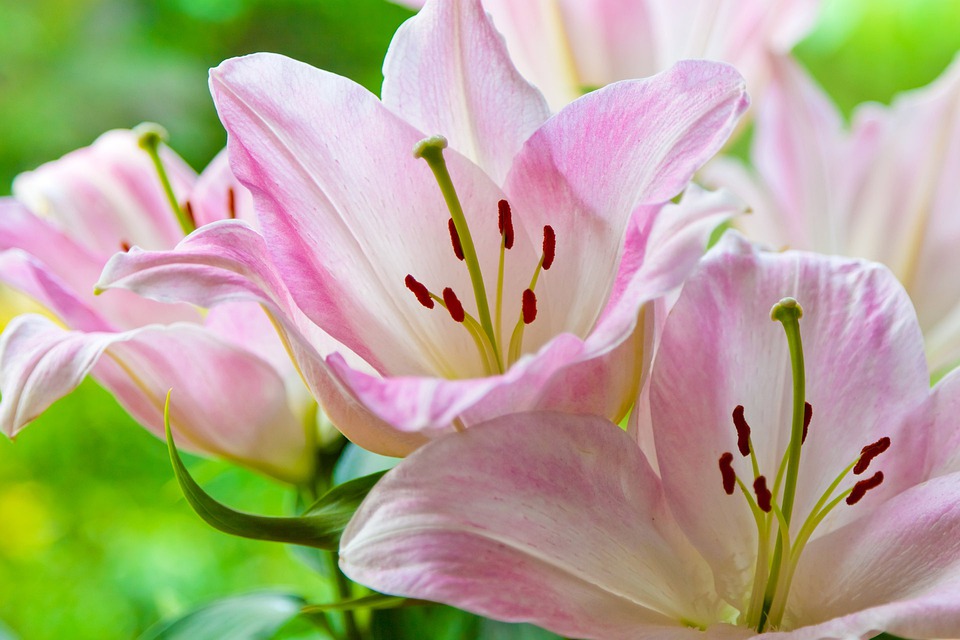 bloom-71264_960_720.jpg bloom-71264_960_720.jpg
