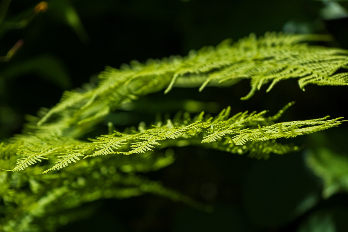 fern-5356757_1280.jpg fern-5356757_1280.jpg