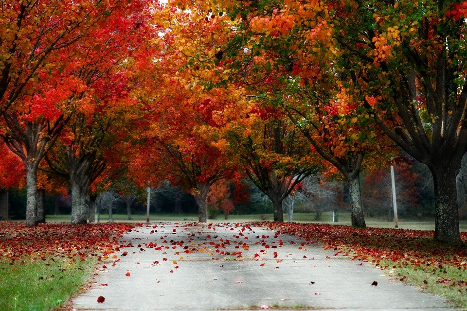 trees-233466_960_720.jpg
