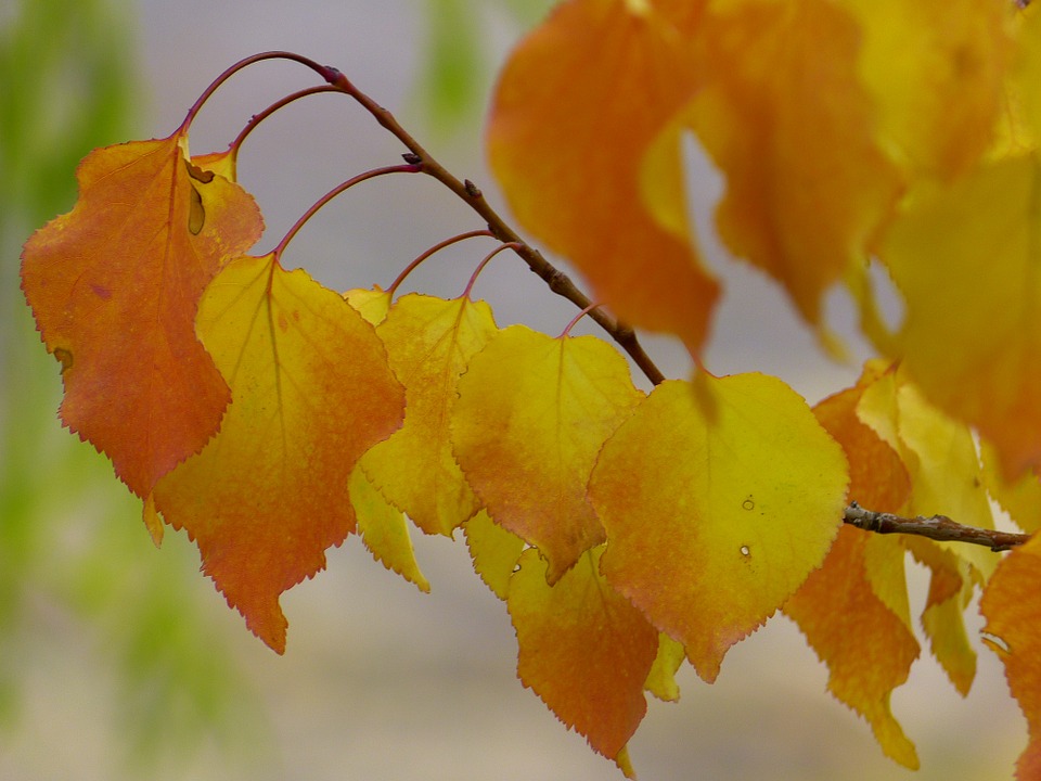 leaves-64779_960_720.jpg leaves-64779_960_720.jpg