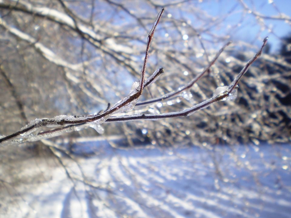 branch-20397_960_720.jpg