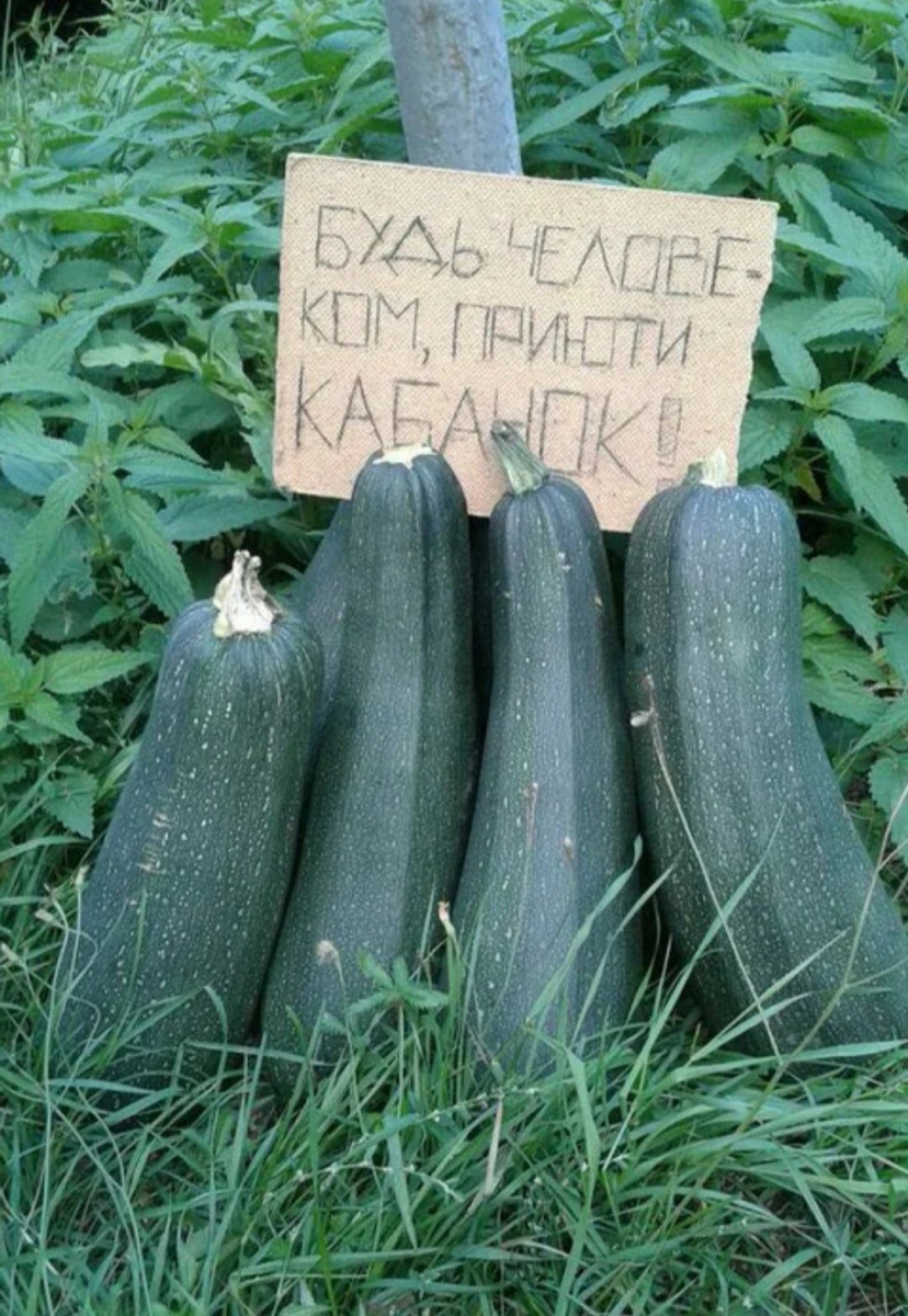 кабачок.jpg