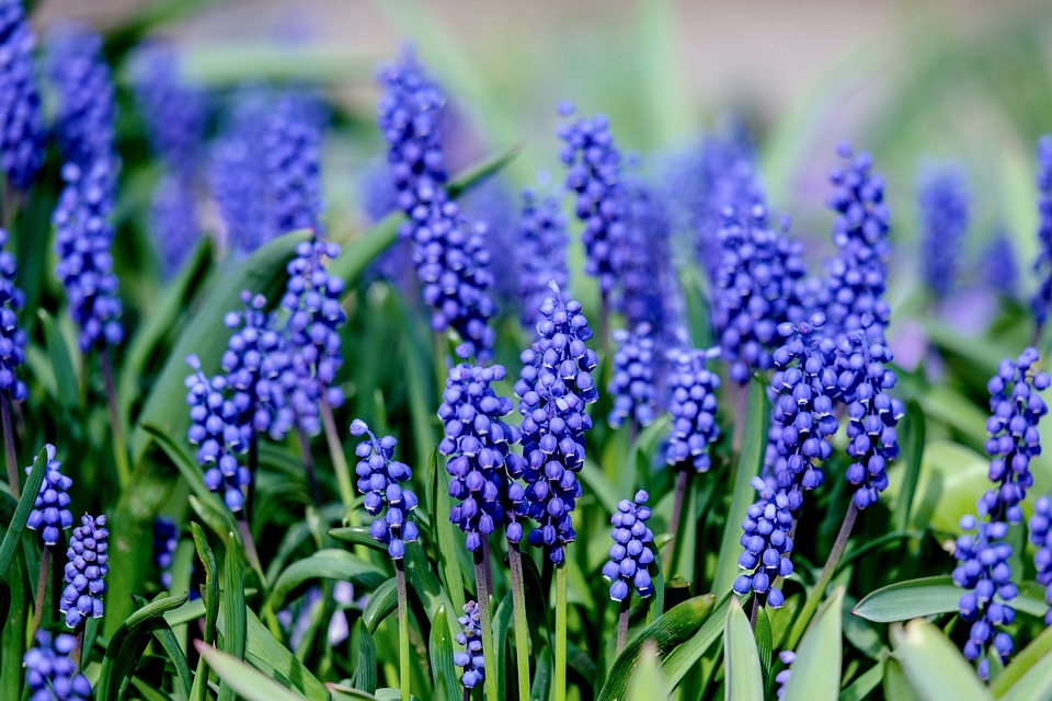 muscari-4151599_960_720.jpg
