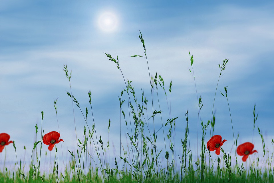 nature-4374081_960_720.jpg