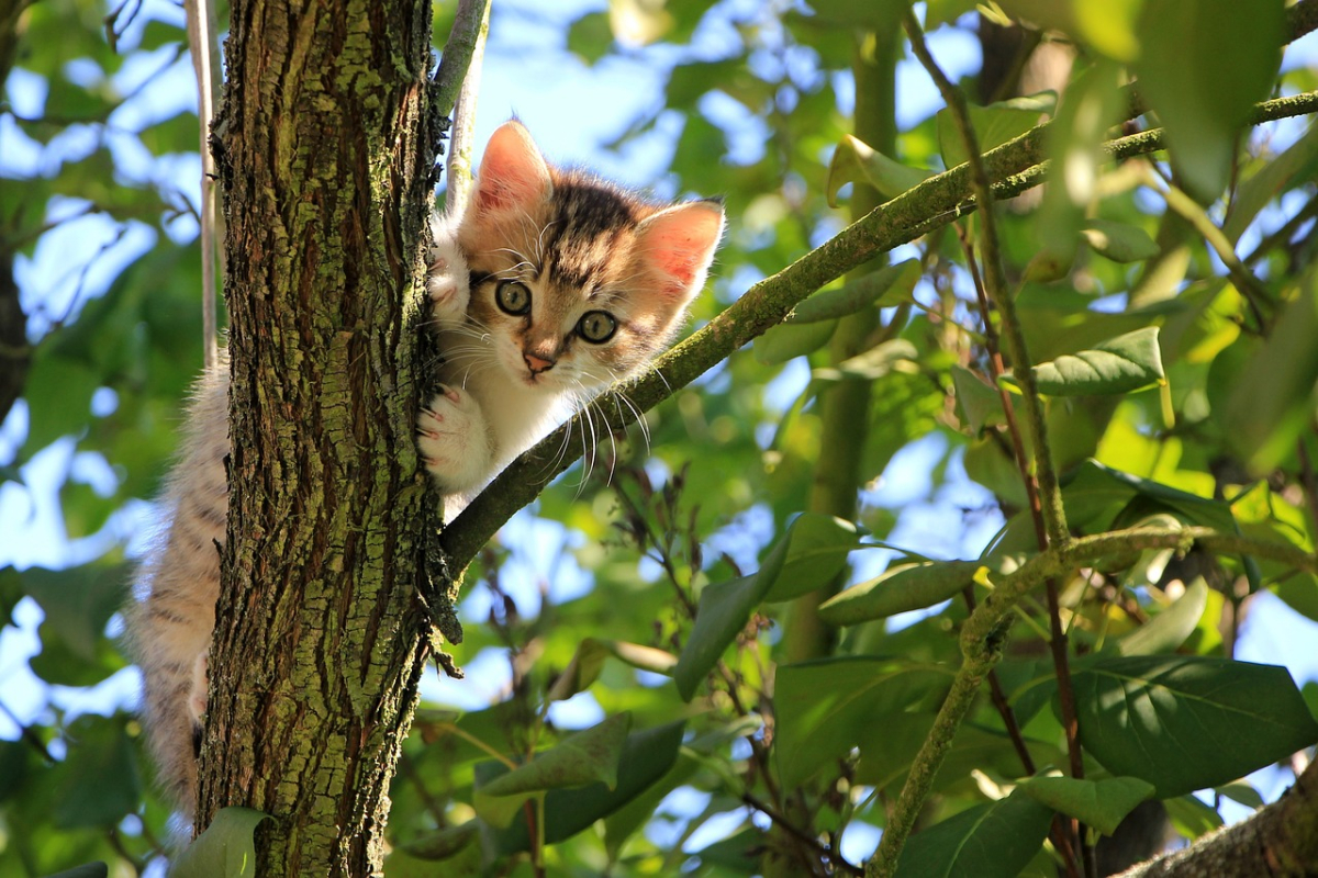 котенок=хорошее настроение cat-1647775_1280.jpg