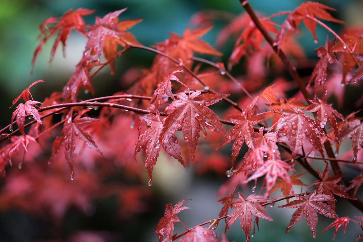 maple-6290891_1280.jpg