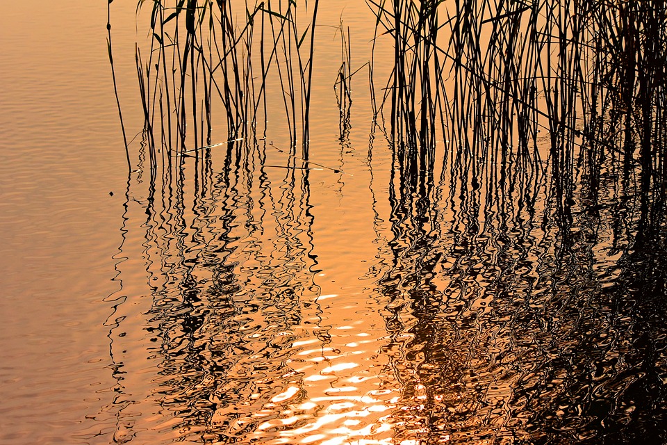 rushes-3818468_960_720.jpg
