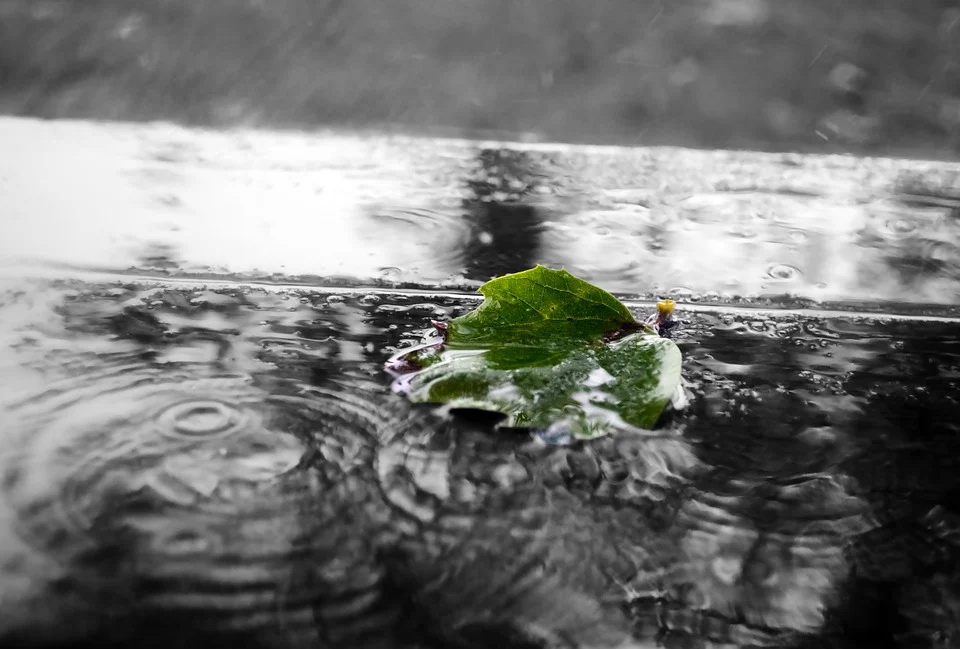 green-84649_960_720.jpg