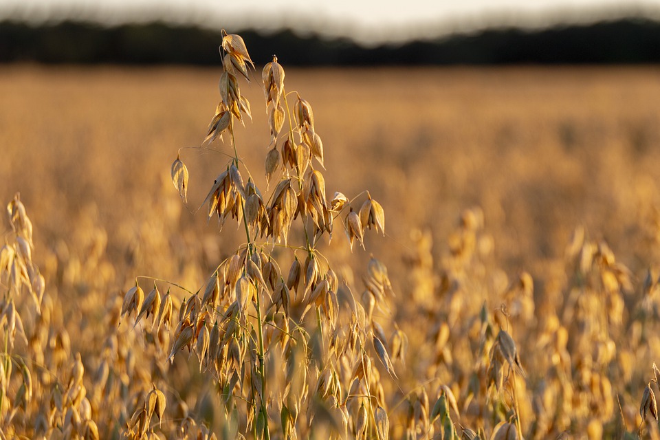 corn-5458213_960_720.jpg corn-5458213_960_720.jpg