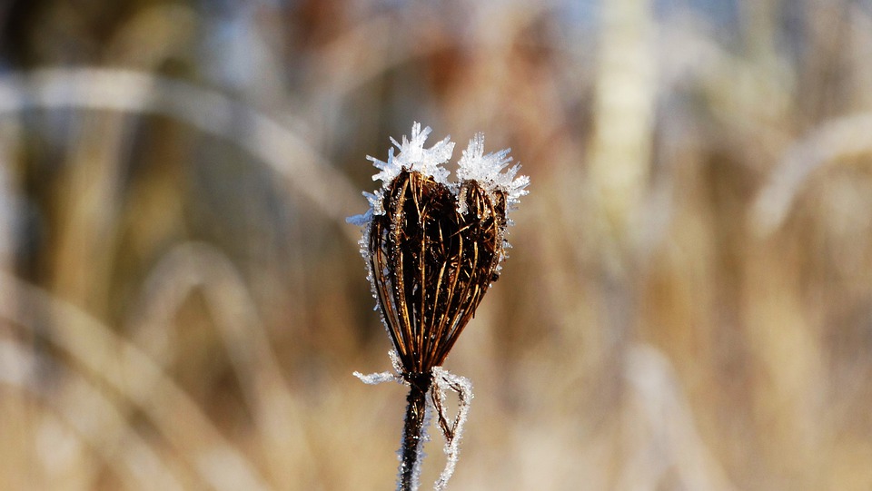 flower-5670689_960_720.jpg