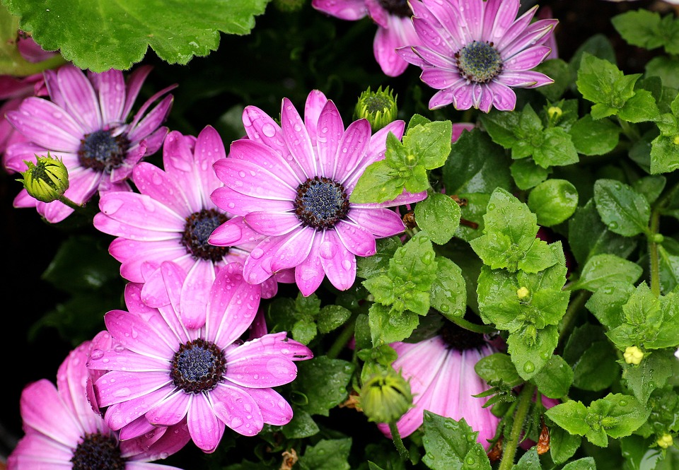 osteospermum-3408289_960_720.jpg