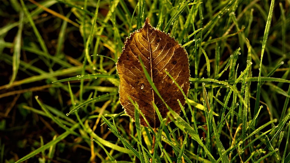background-4625670_960_720.jpg