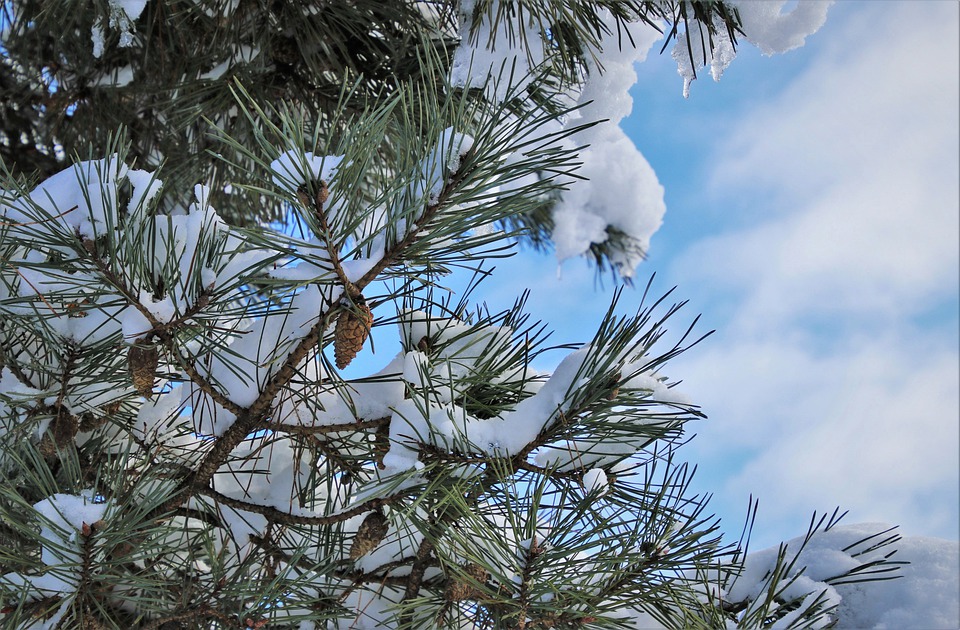 snow-5953192_960_720.jpg snow-5953192_960_720.jpg