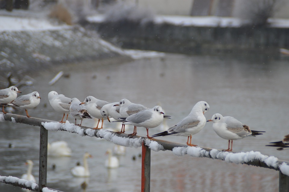 bird-3164656_960_720.jpg