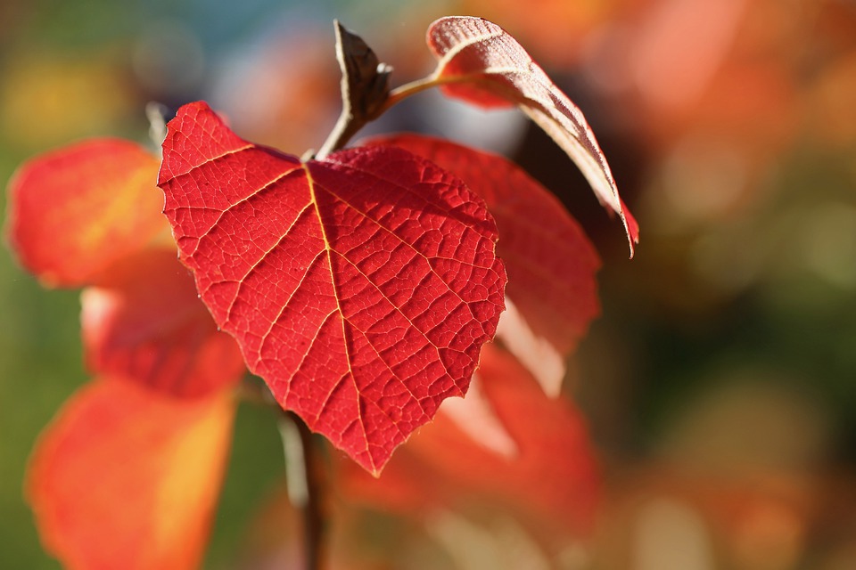 autumn-leaves-6714821_960_720.jpg