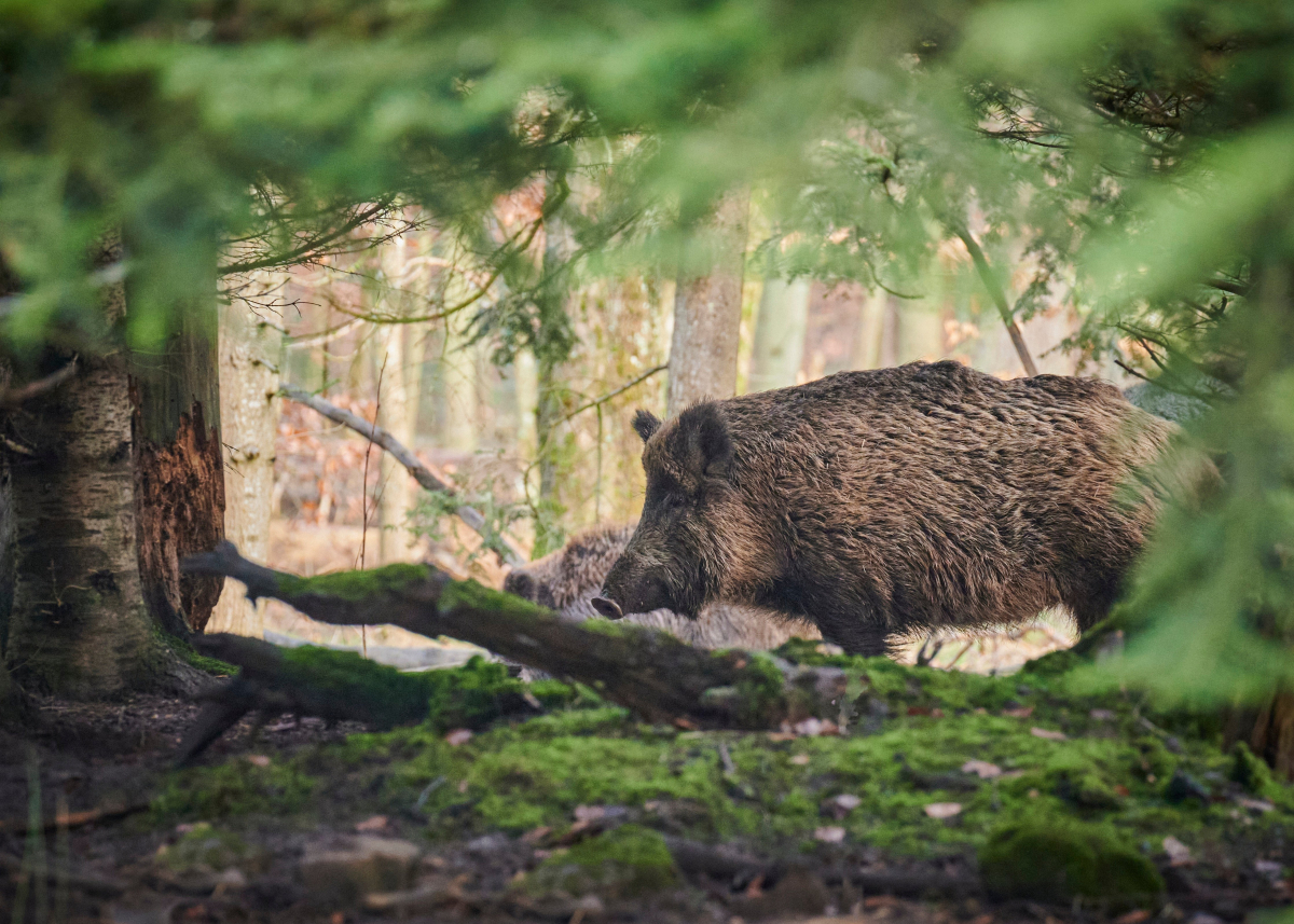 paul_henri-animal-6909689.jpg
