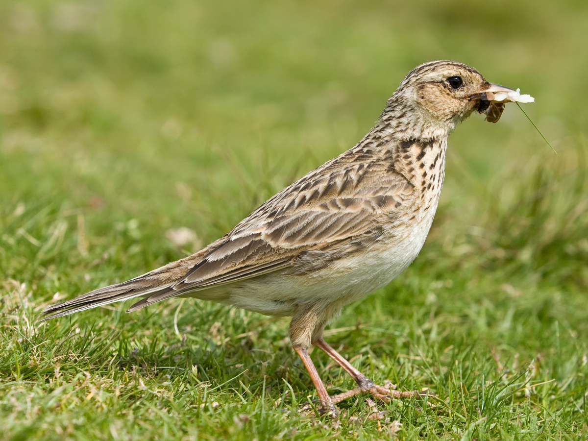 Skylark_2,_Lake_District,_England_-_June_2009.jpg Skylark_2,_Lake_District,_England_-_June_2009.jpg
