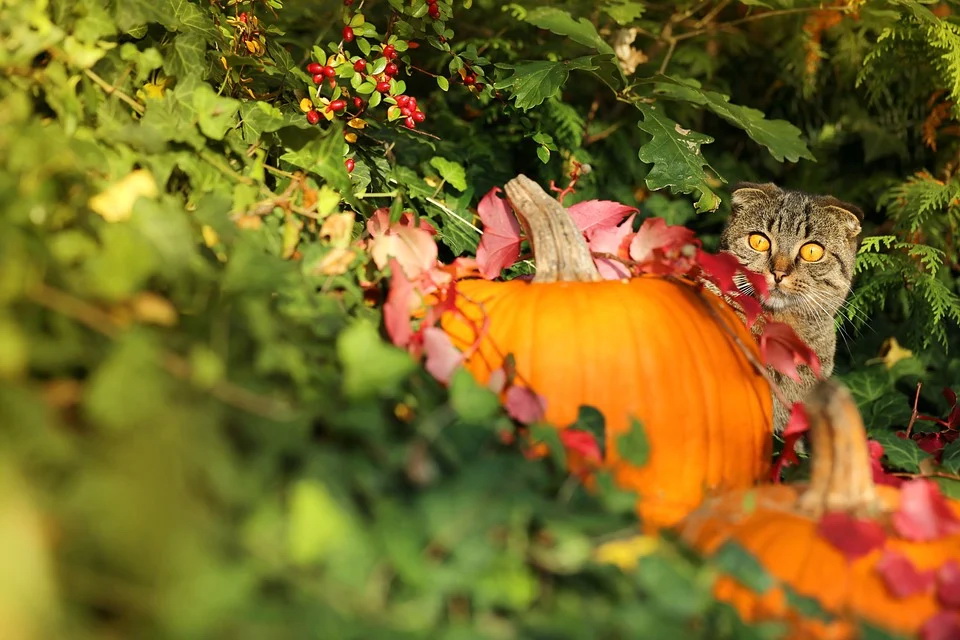 autumn-3725510_960_720.jpg