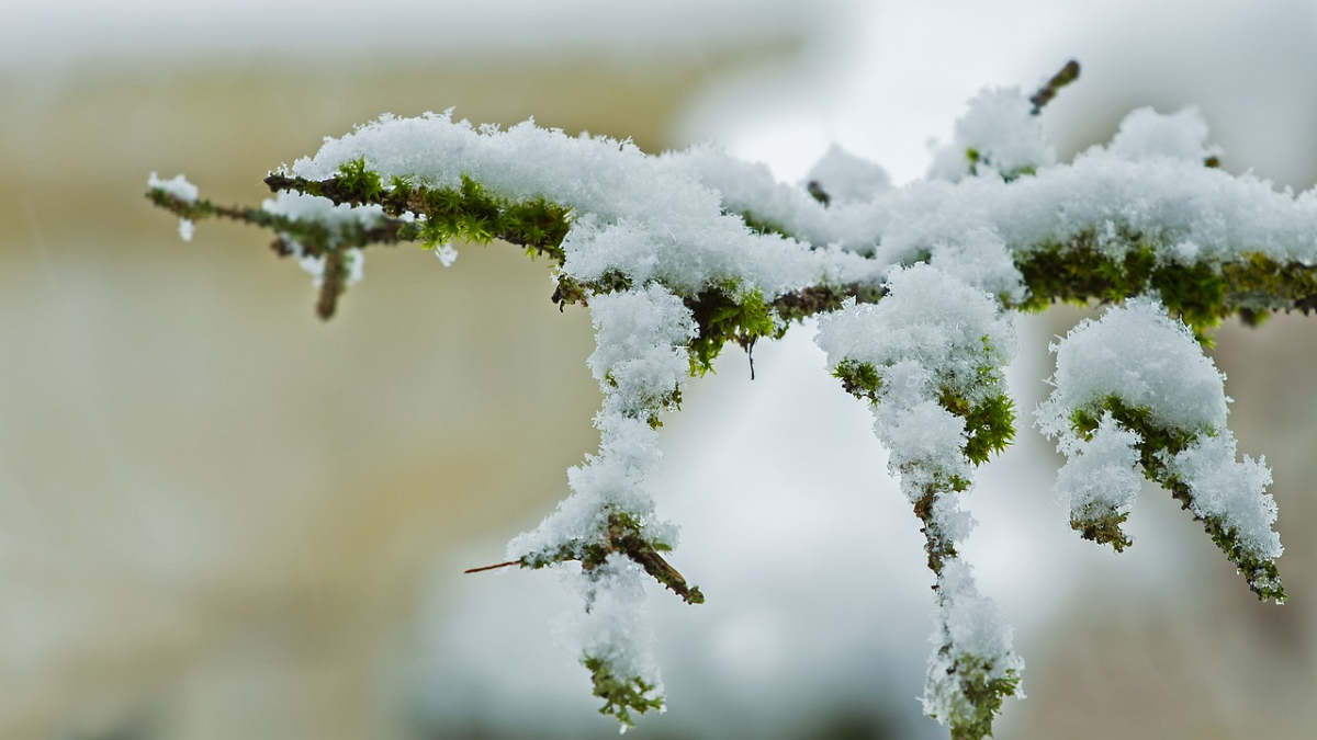 snow-3915610_1280.jpg snow-3915610_1280.jpg