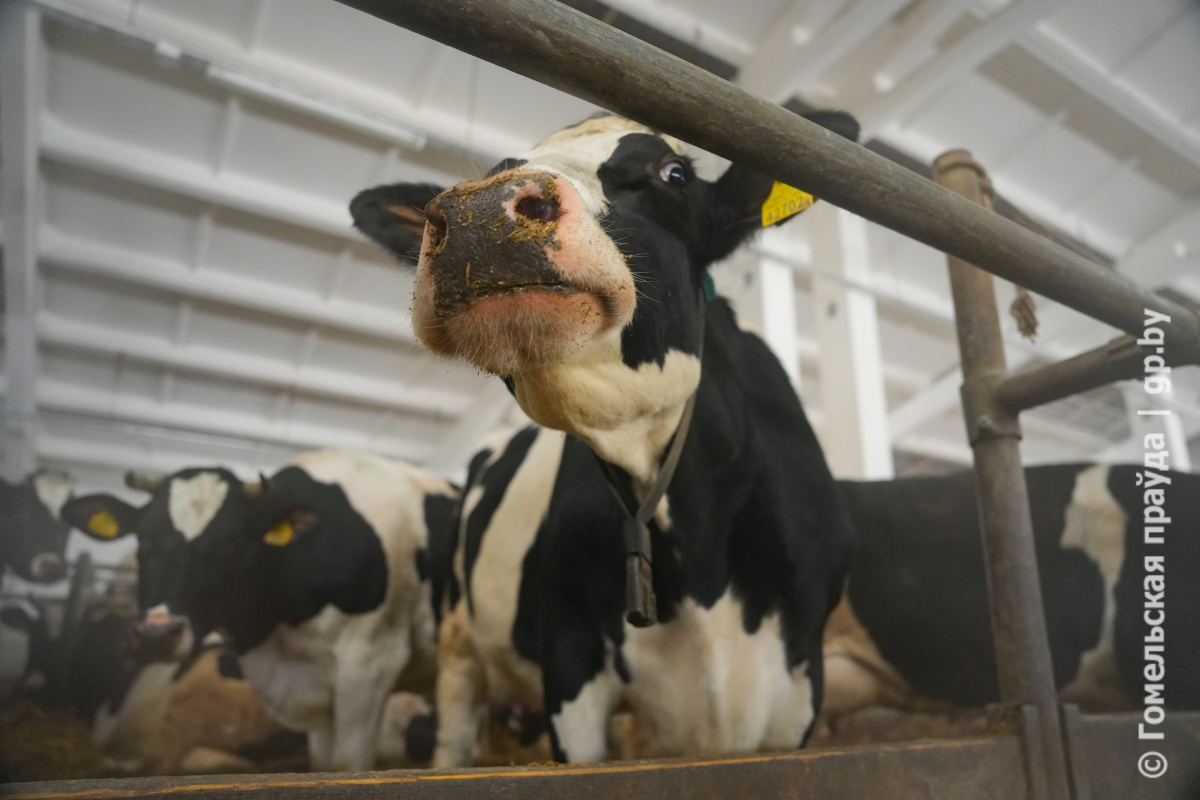 Состояние и продуктивность коров при правильной организации зимнего питания.
