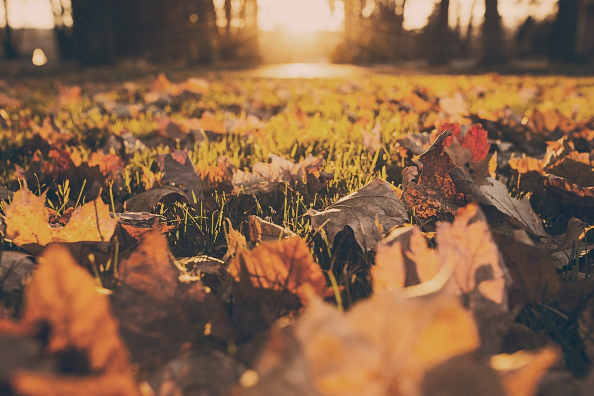 forest-meadow-leaves-autumn.jpg