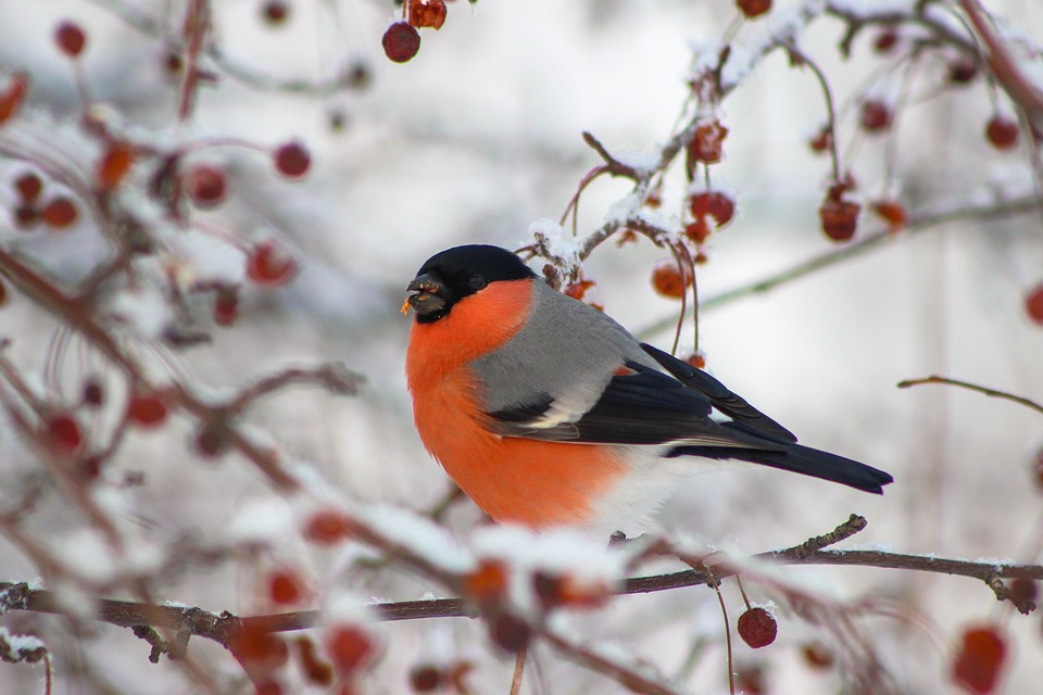 bullfinch-6957111_960_720.jpg bullfinch-6957111_960_720.jpg