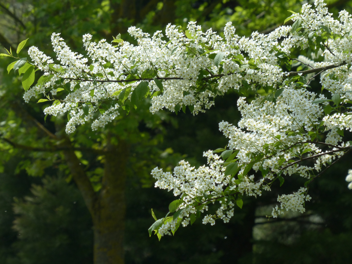 hans-blooming-115258.jpg hans-blooming-115258.jpg