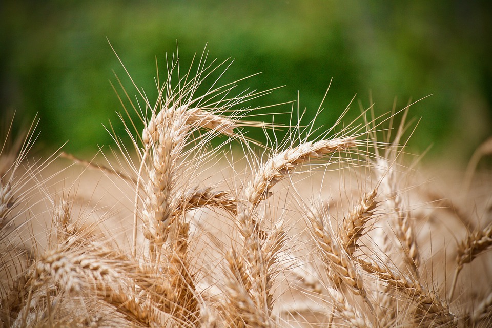 wheat-4421275_960_720.jpg