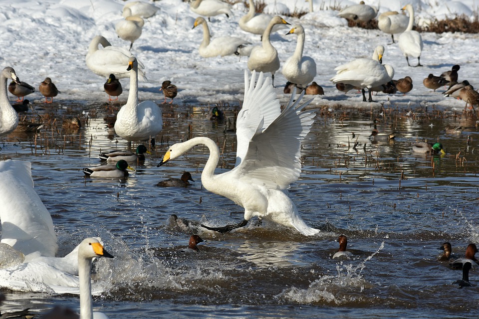 animal-3089035_960_720.jpg