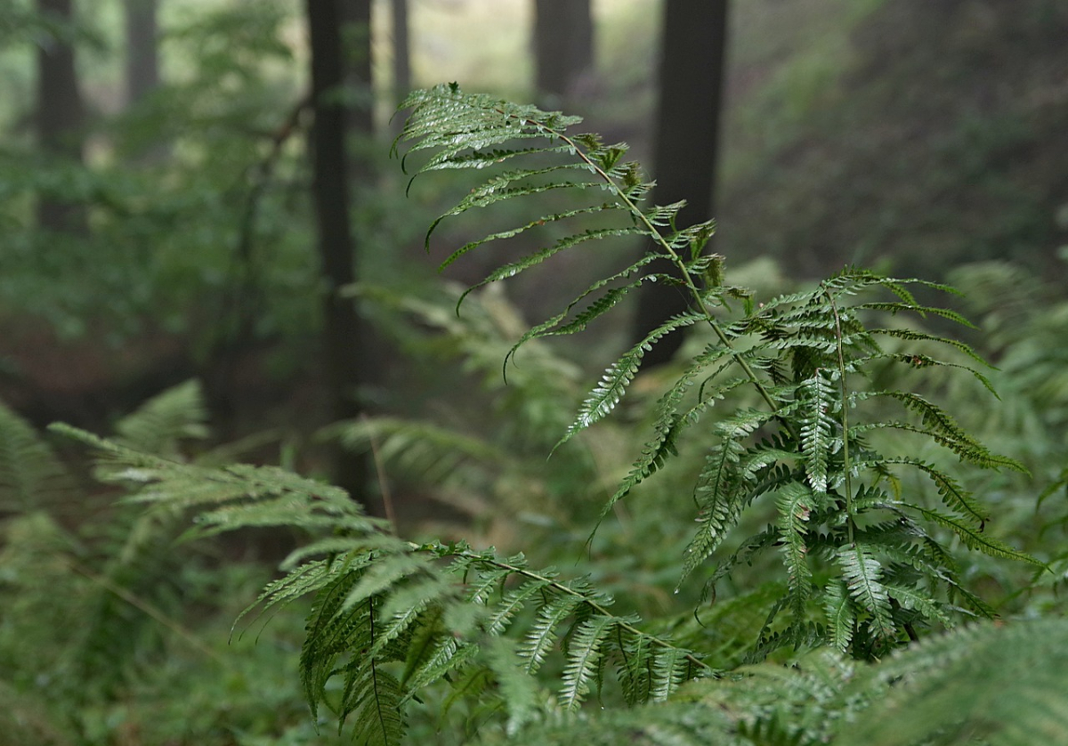 trees-2815341_1280.jpg trees-2815341_1280.jpg