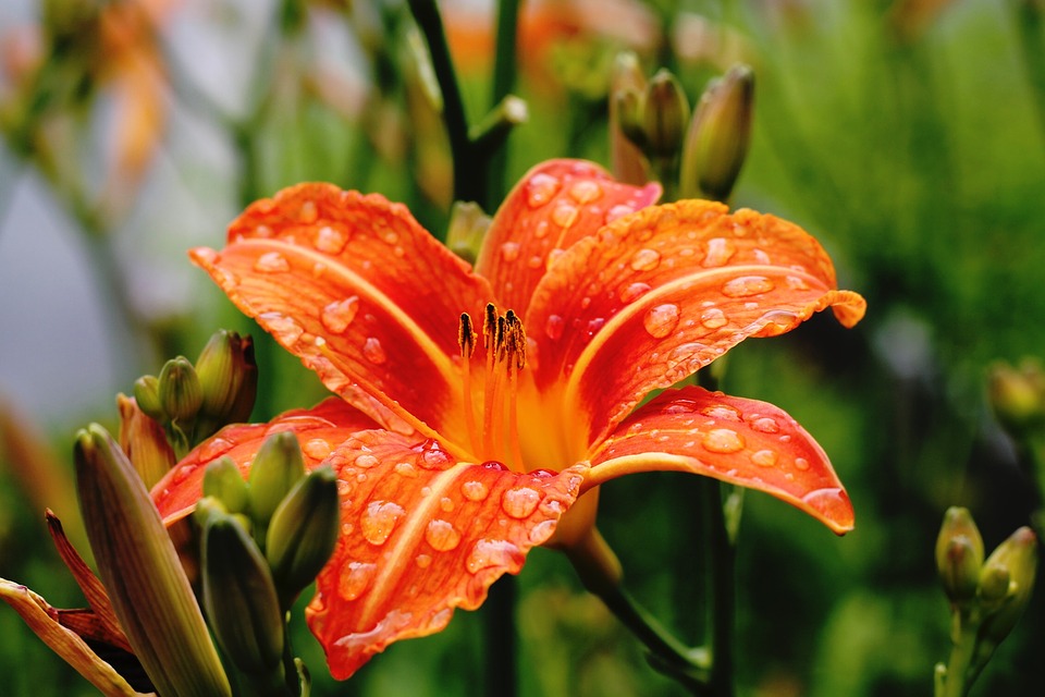lily-1149001_960_720.jpg