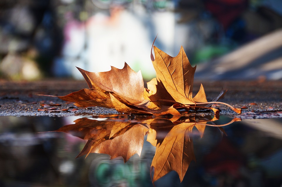 autumn-3891911_960_720.jpg