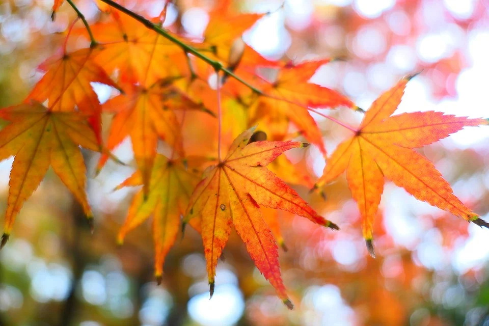 maple-3009205_960_720.jpg
