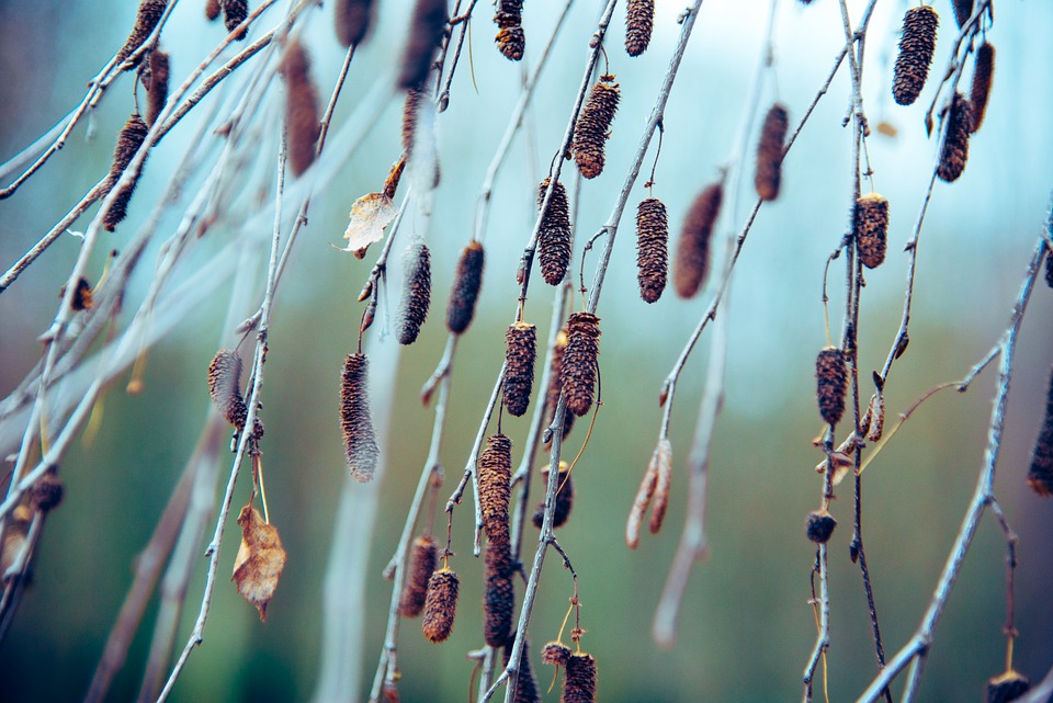 birch-5869560_960_720.jpg