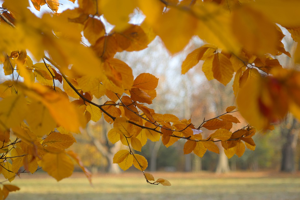autumn-6806015_960_720.jpg