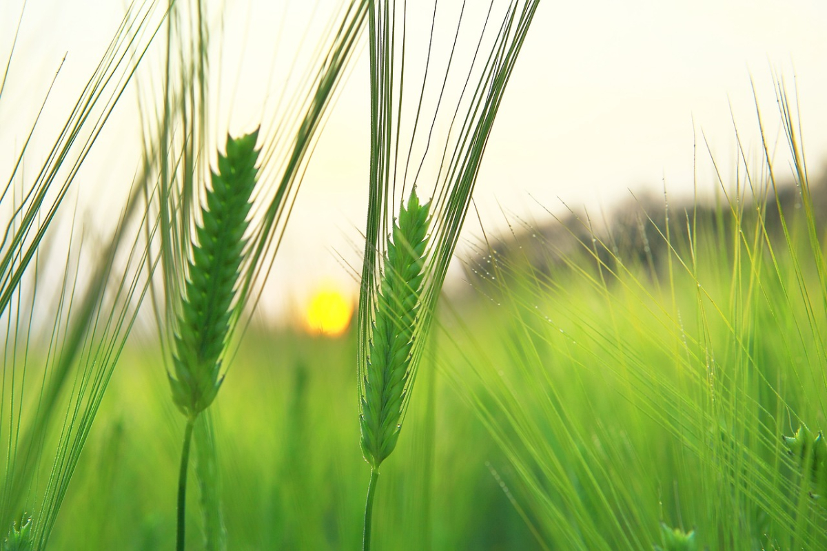 barley-field-1684049_1280.jpg