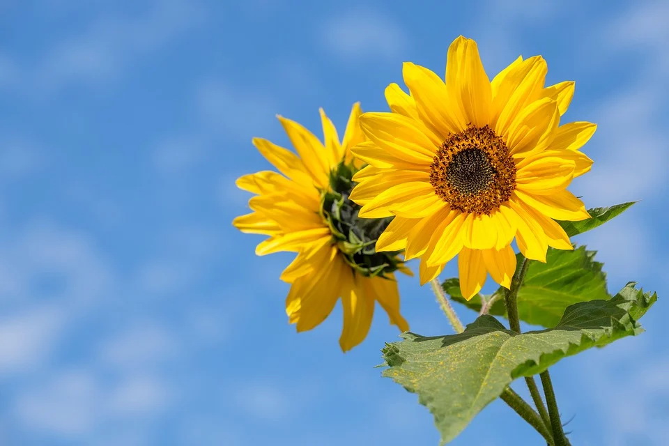 sunflower-4298808_960_720.jpg sunflower-4298808_960_720.jpg